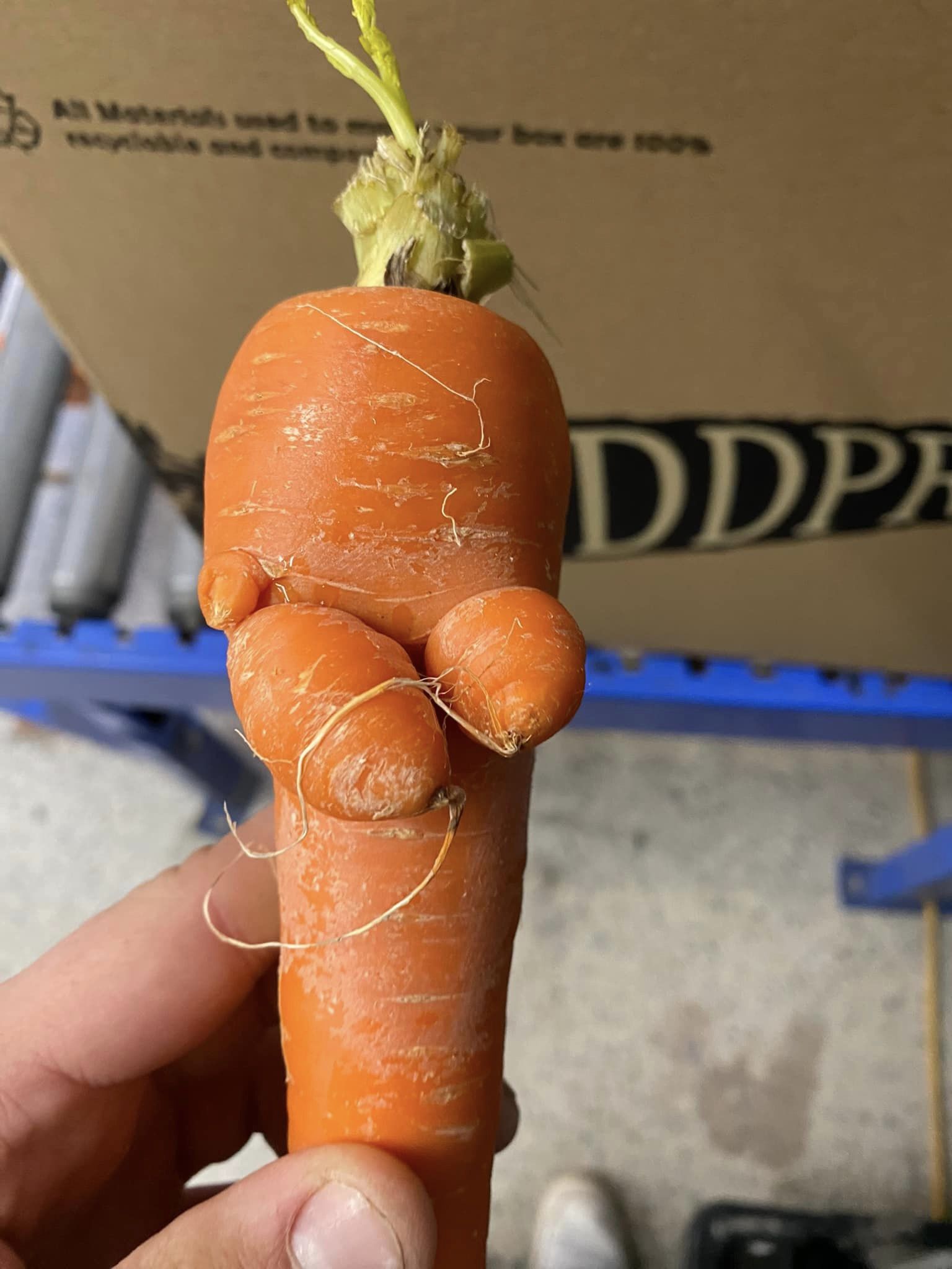 A gloriously odd-shaped carrot