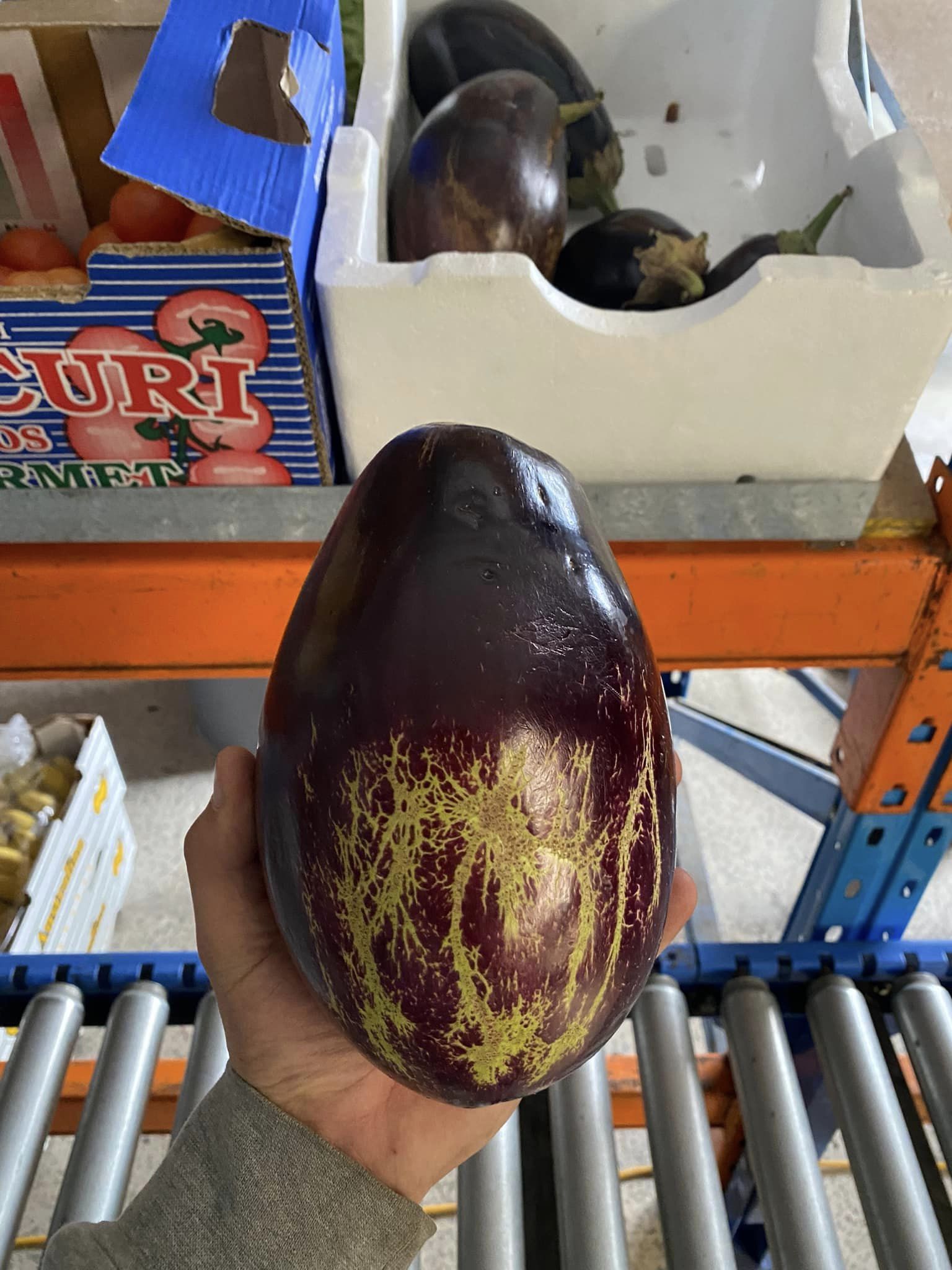 Oddly beautiful eggplant at the warehouse